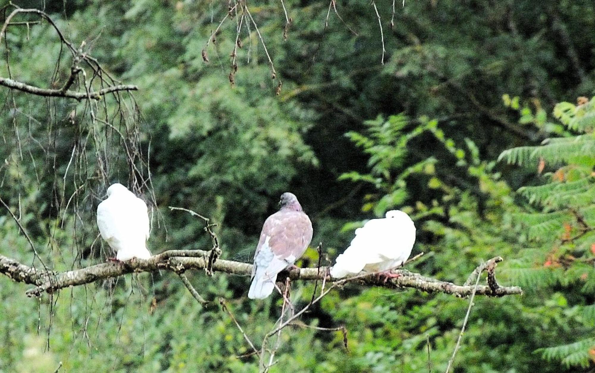 Clan Boucheron Louroux-Bourbonnais Bagian luar foto